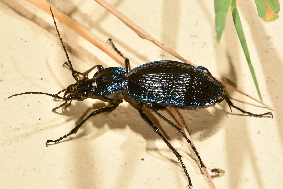 Carabidae: Carabus lefebvrei bayardi? S.